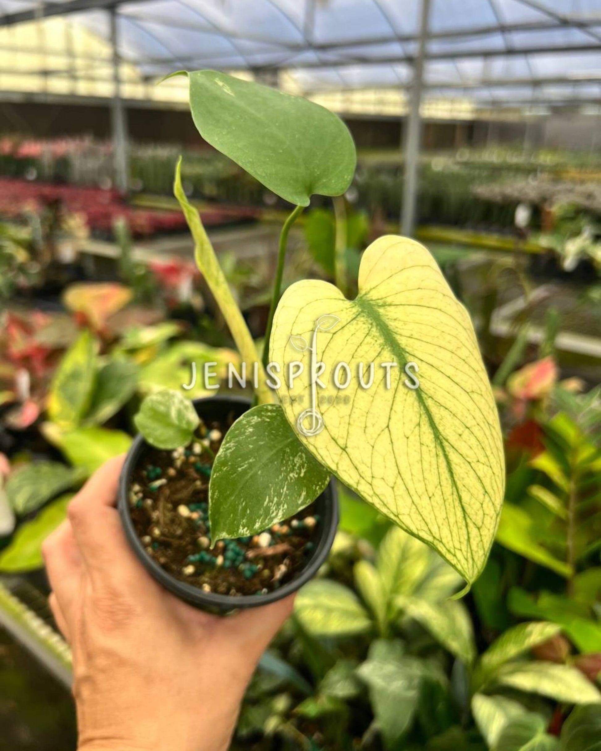 4 inch monstera 4" Monstera Mint