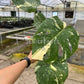 4" Monstera Thai Constellation