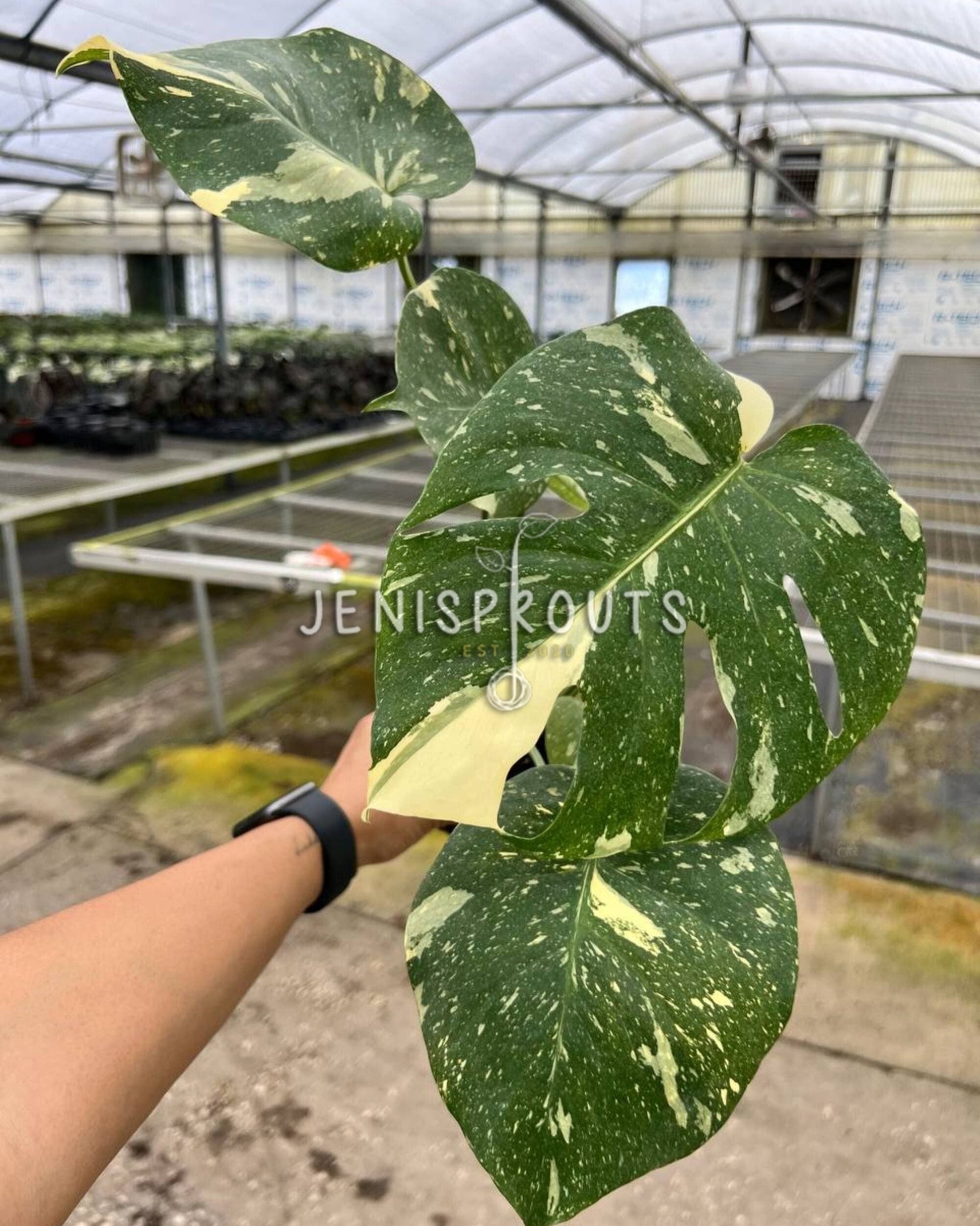 4 monstera thai constellation 4" Monstera Thai Constellation