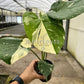4" Monstera Thai Constellation