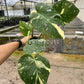 4" Monstera Thai Constellation