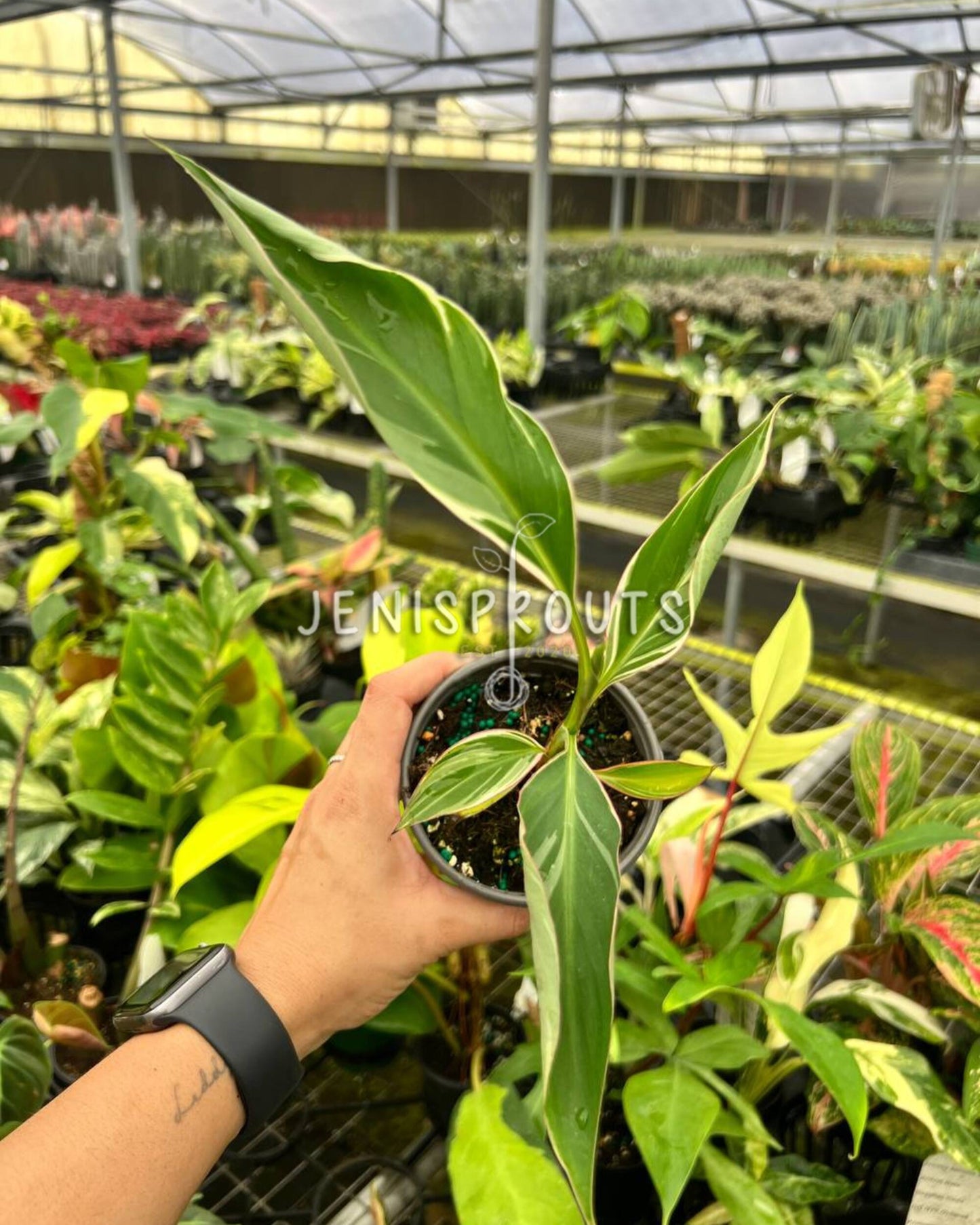 4" Musa Nono ‘Banana Pink Variegated’