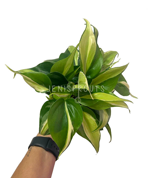 4" Philodendron Silver Stripe