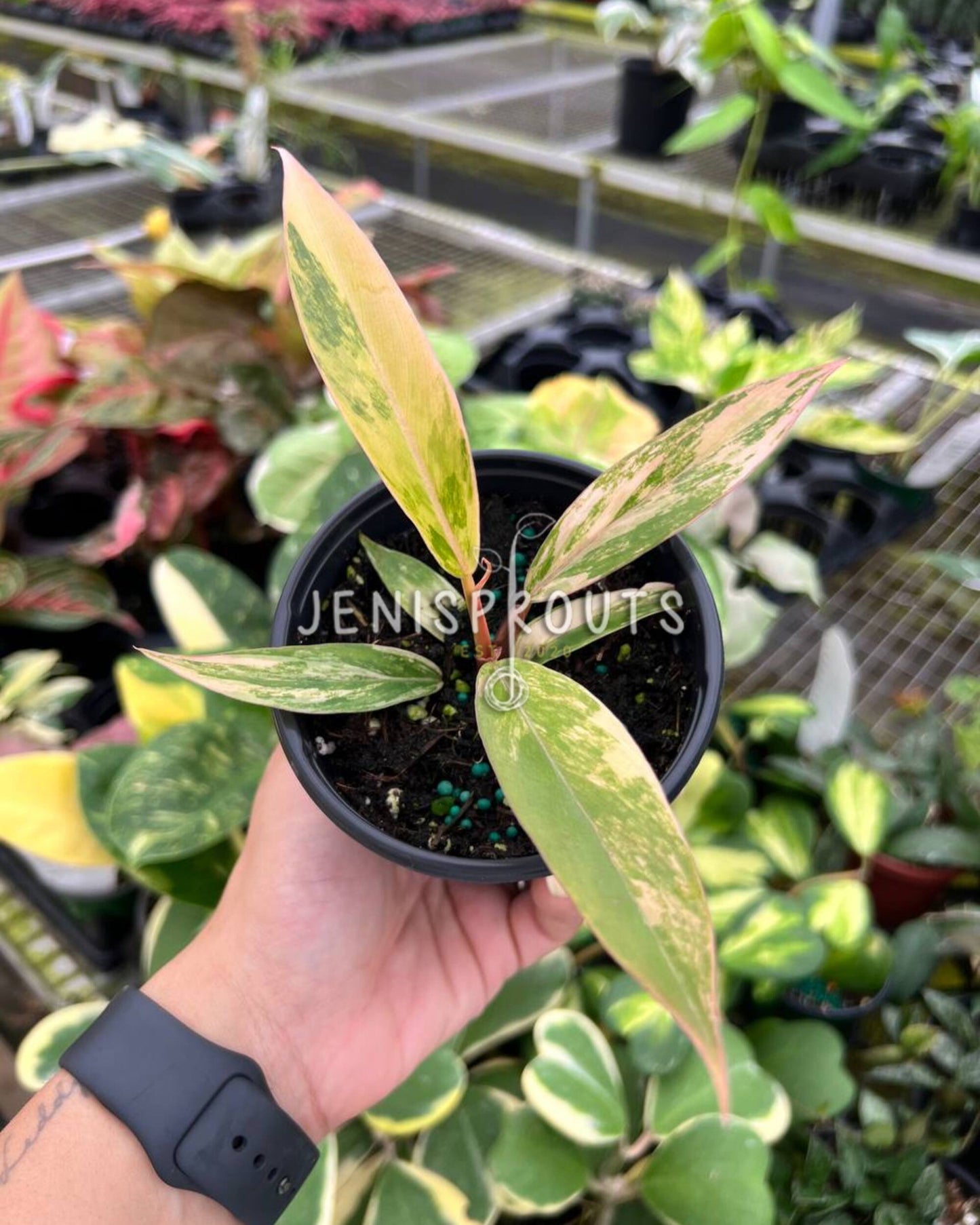 4" Philodendron Caramel Marble