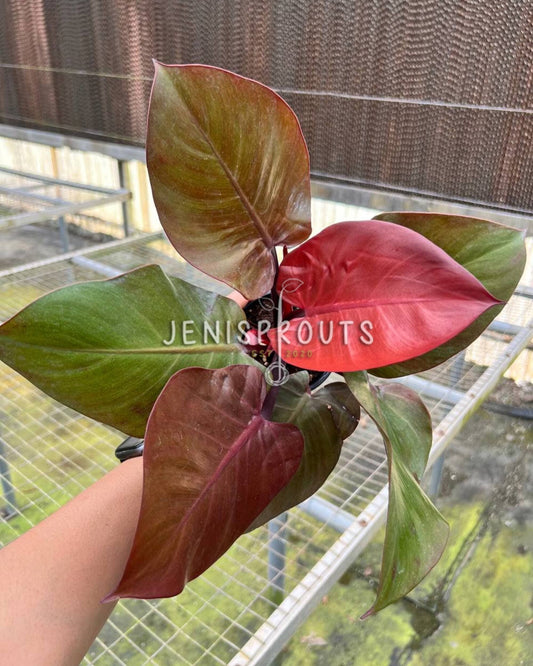 4" Philodendron Cherry Red