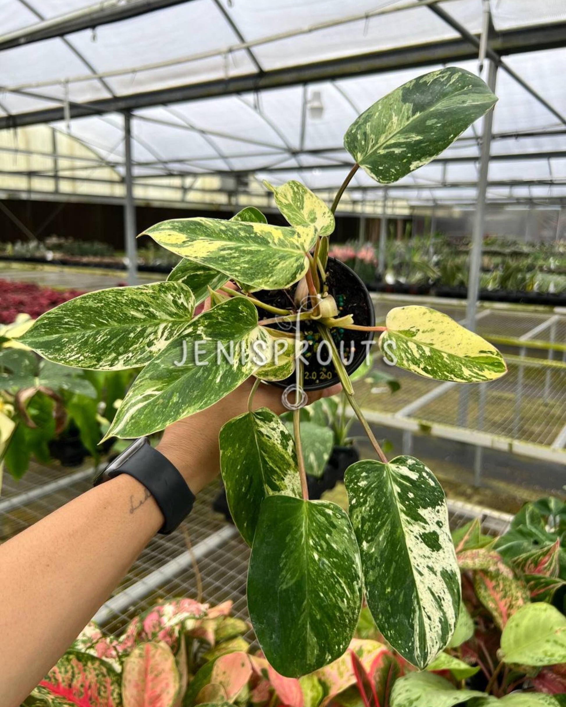 philodendron emerald prince 4" Philodendron Emerald King