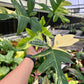 4” Philodendron Florida Beauty x Mayoi