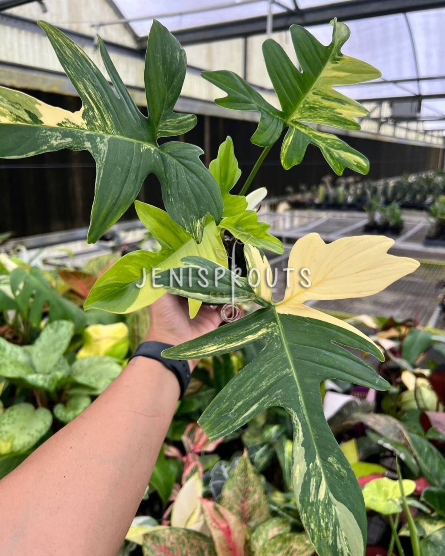 4” Philodendron Florida Beauty x Mayoi