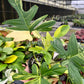 4” Philodendron Florida Beauty x Mayoi