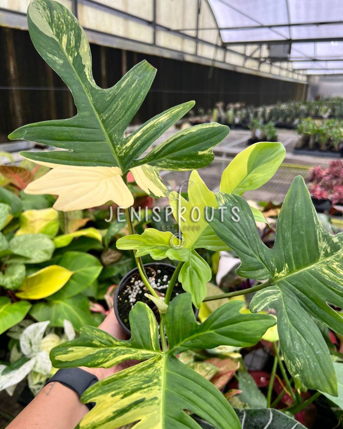 4” Philodendron Florida Beauty x Mayoi
