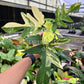 4” Philodendron Florida Beauty x Mayoi