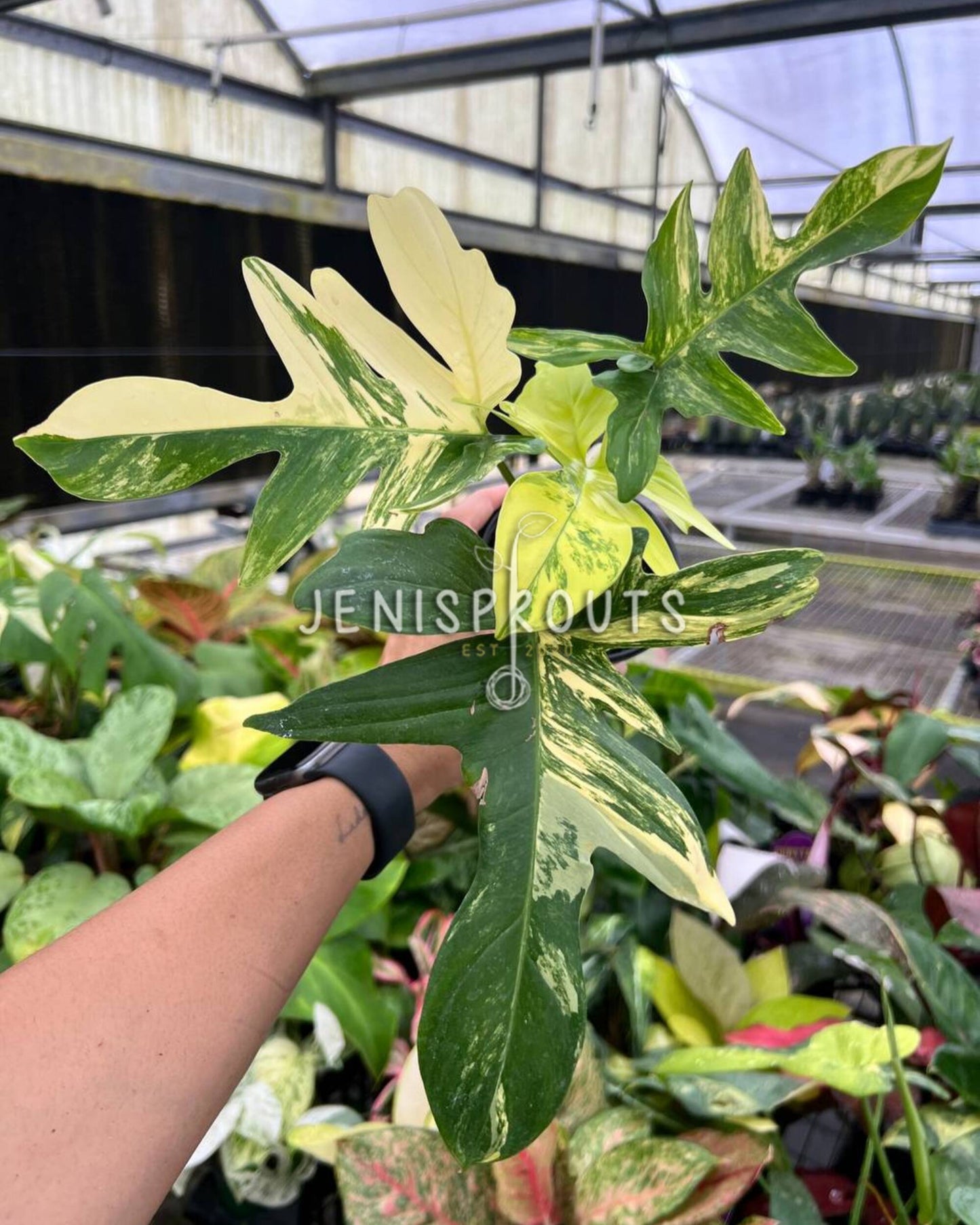 4” Philodendron Florida Beauty x Mayoi