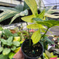 4” Philodendron Florida Beauty x Mayoi