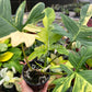 4” Philodendron Florida Beauty x Mayoi