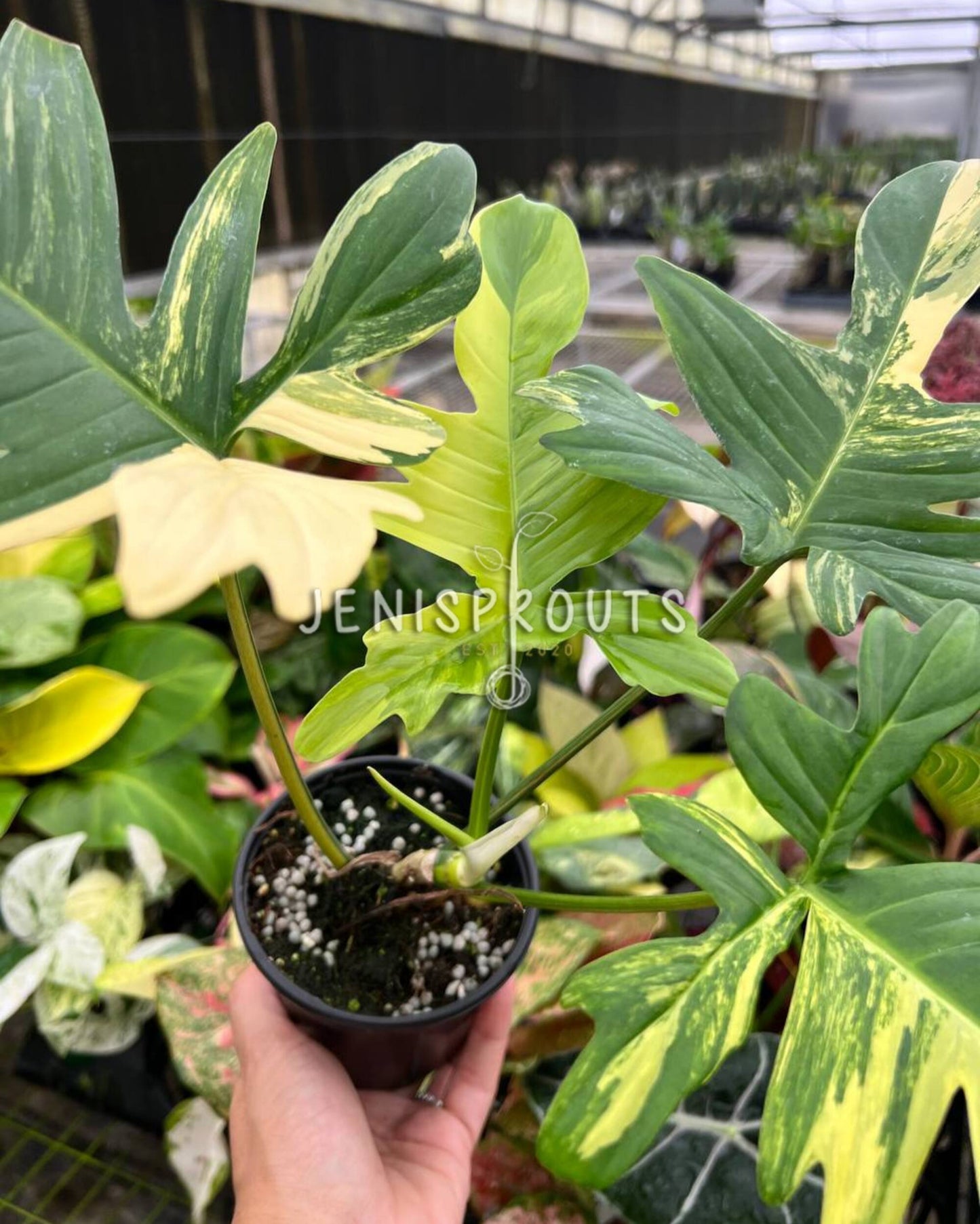 4” Philodendron Florida Beauty x Mayoi
