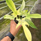 4" Philodendron Florida Ghost
