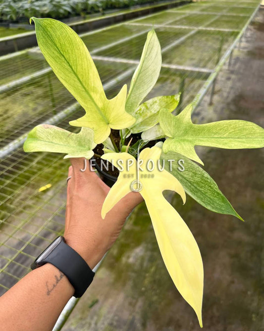 4" Philodendron Florida Ghost