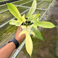 4" Philodendron Florida Ghost