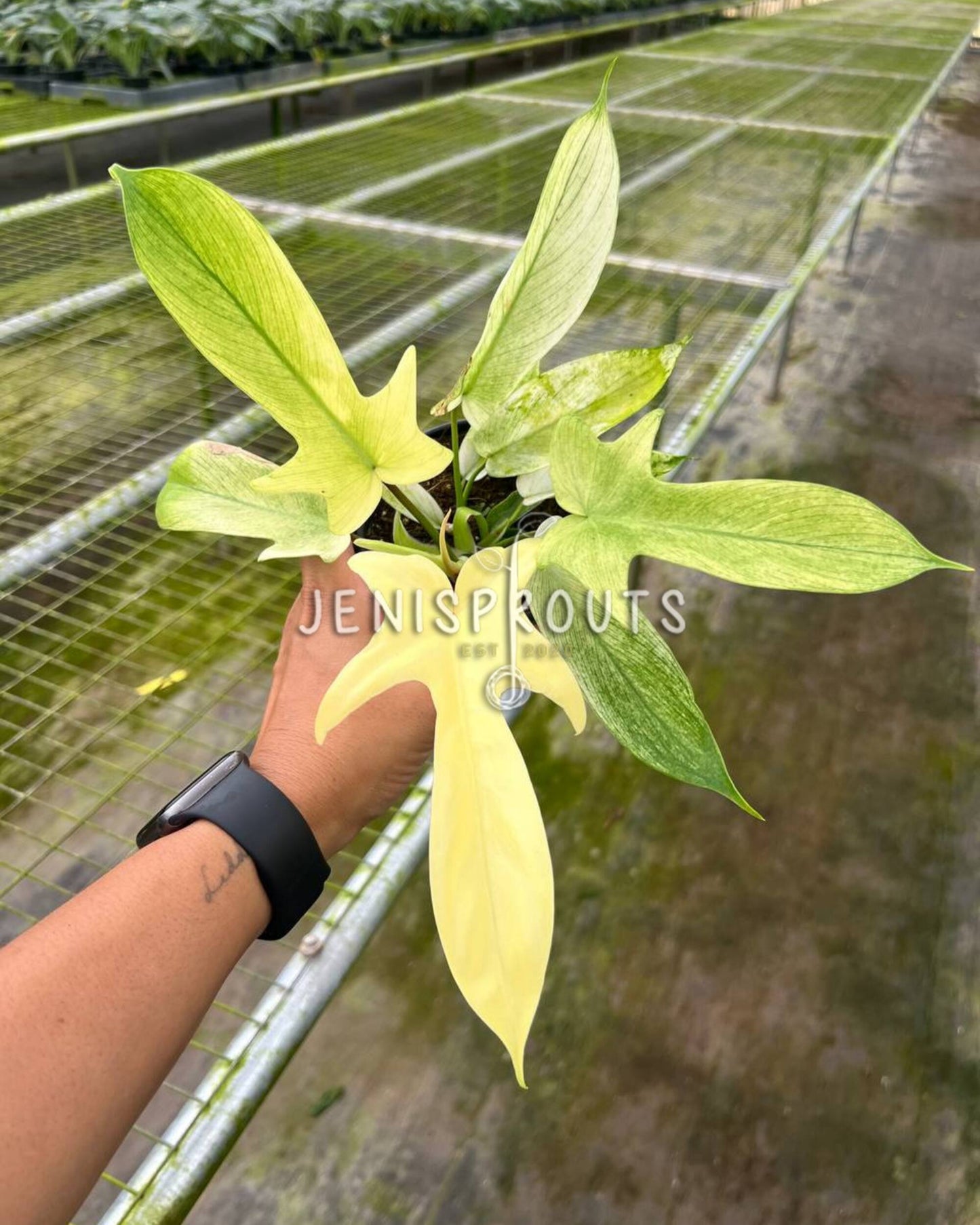 4" Philodendron Florida Ghost