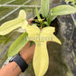 4" Philodendron Florida Ghost