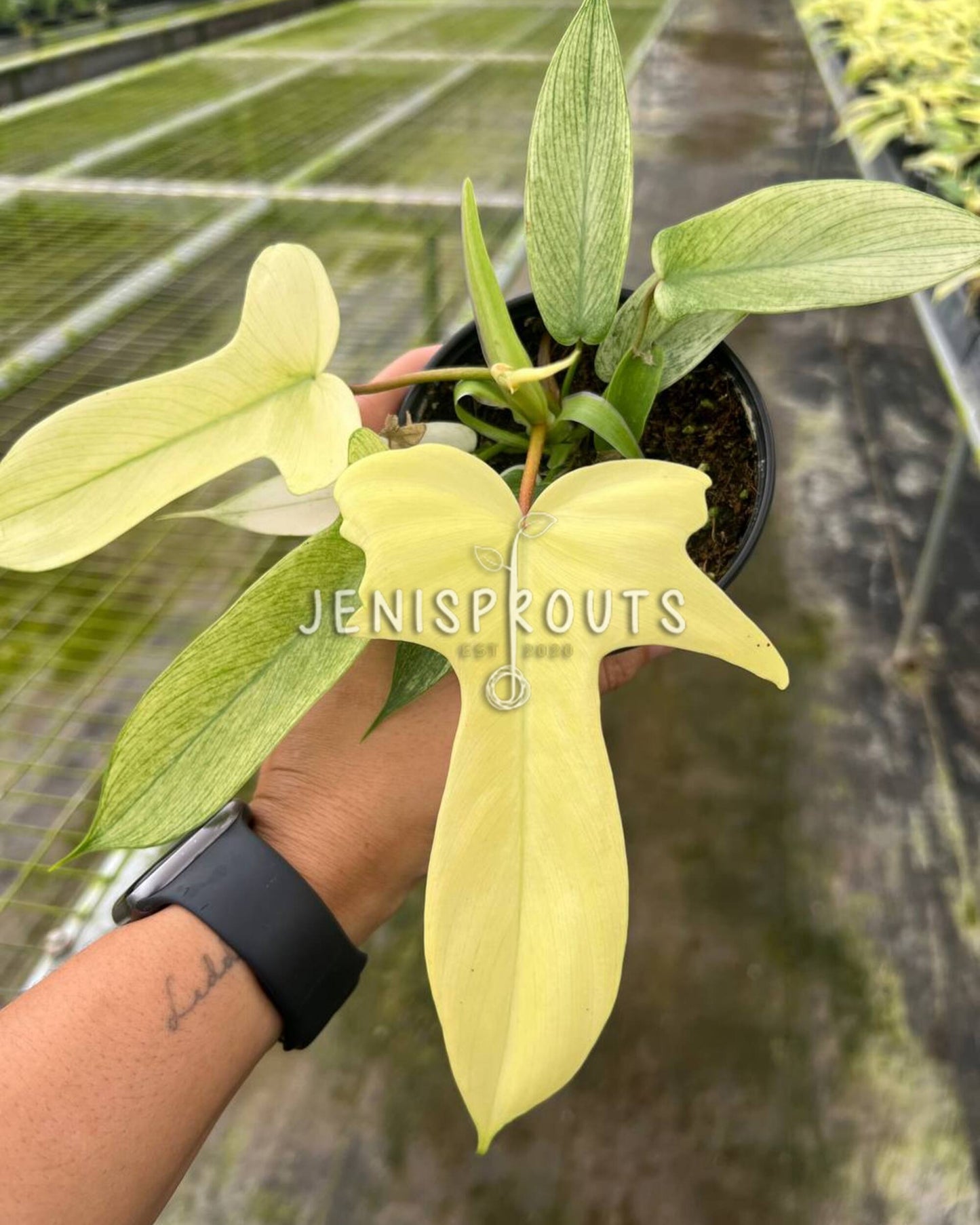 4" Philodendron Florida Ghost