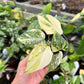 4" Philodendron Gloriosum Variegated