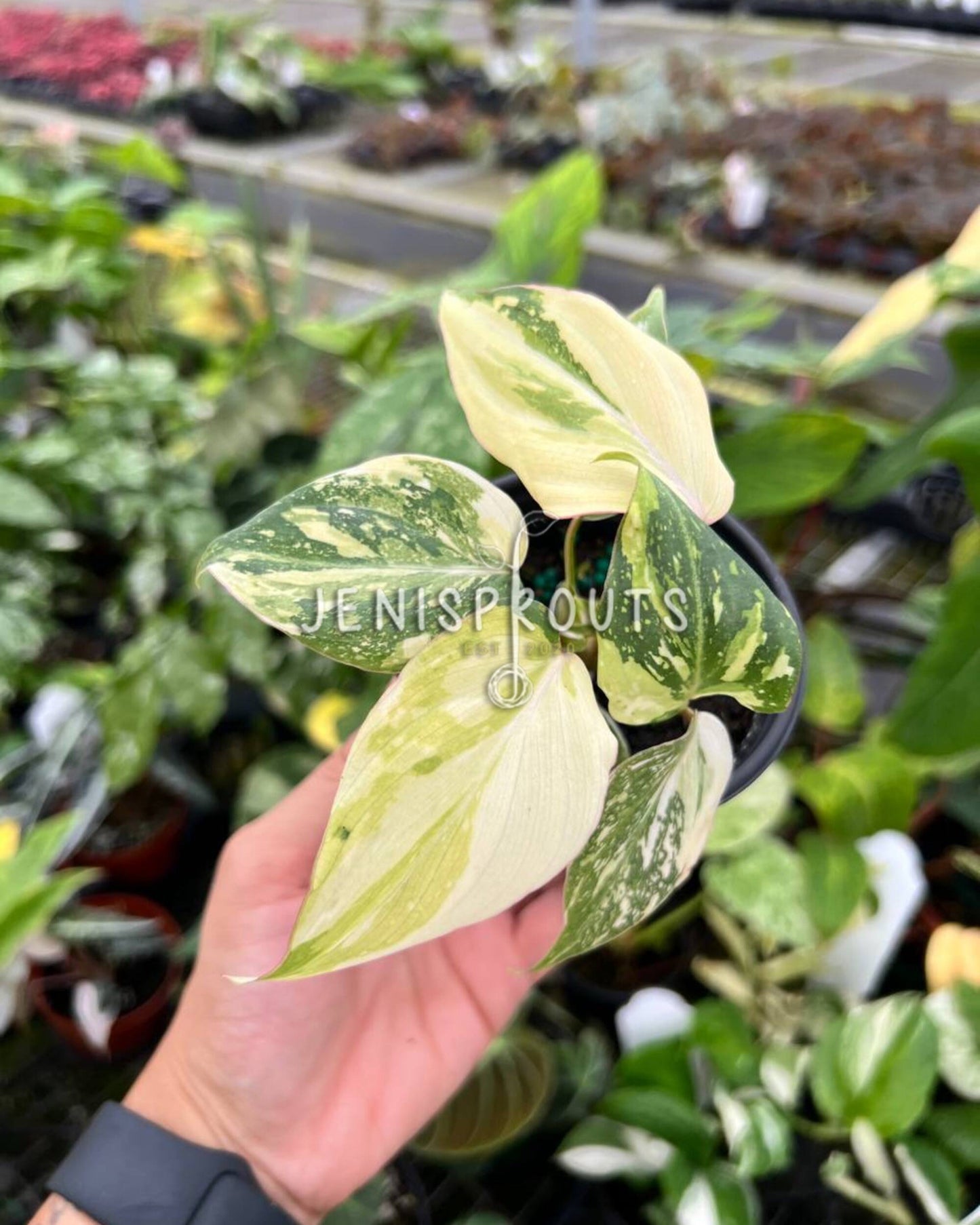 4" Philodendron Gloriosum Variegated
