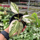 3" Philodendron Gloriosum Variegated