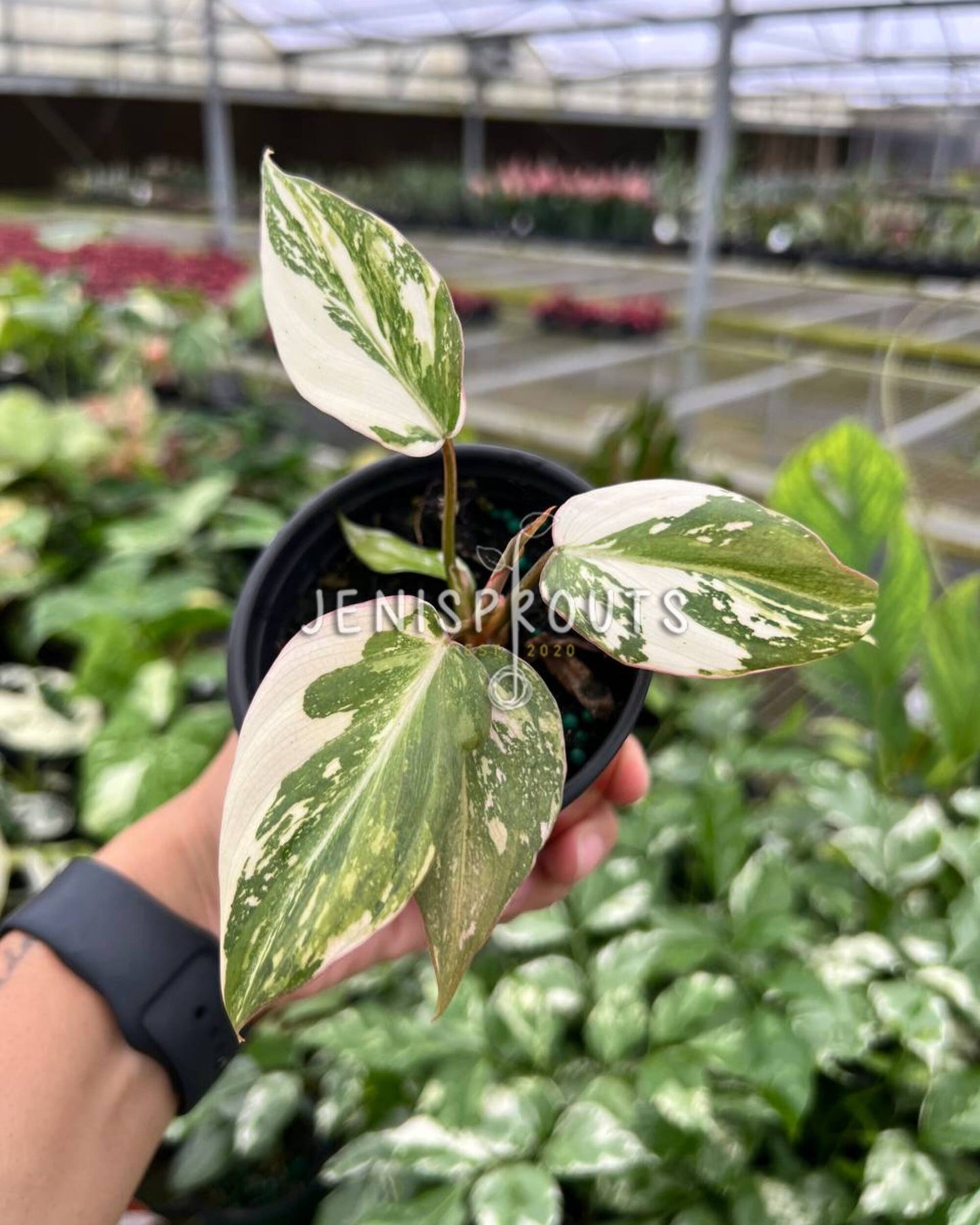3" Philodendron Gloriosum Variegated