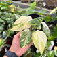 4" Philodendron Gloriosum Variegated