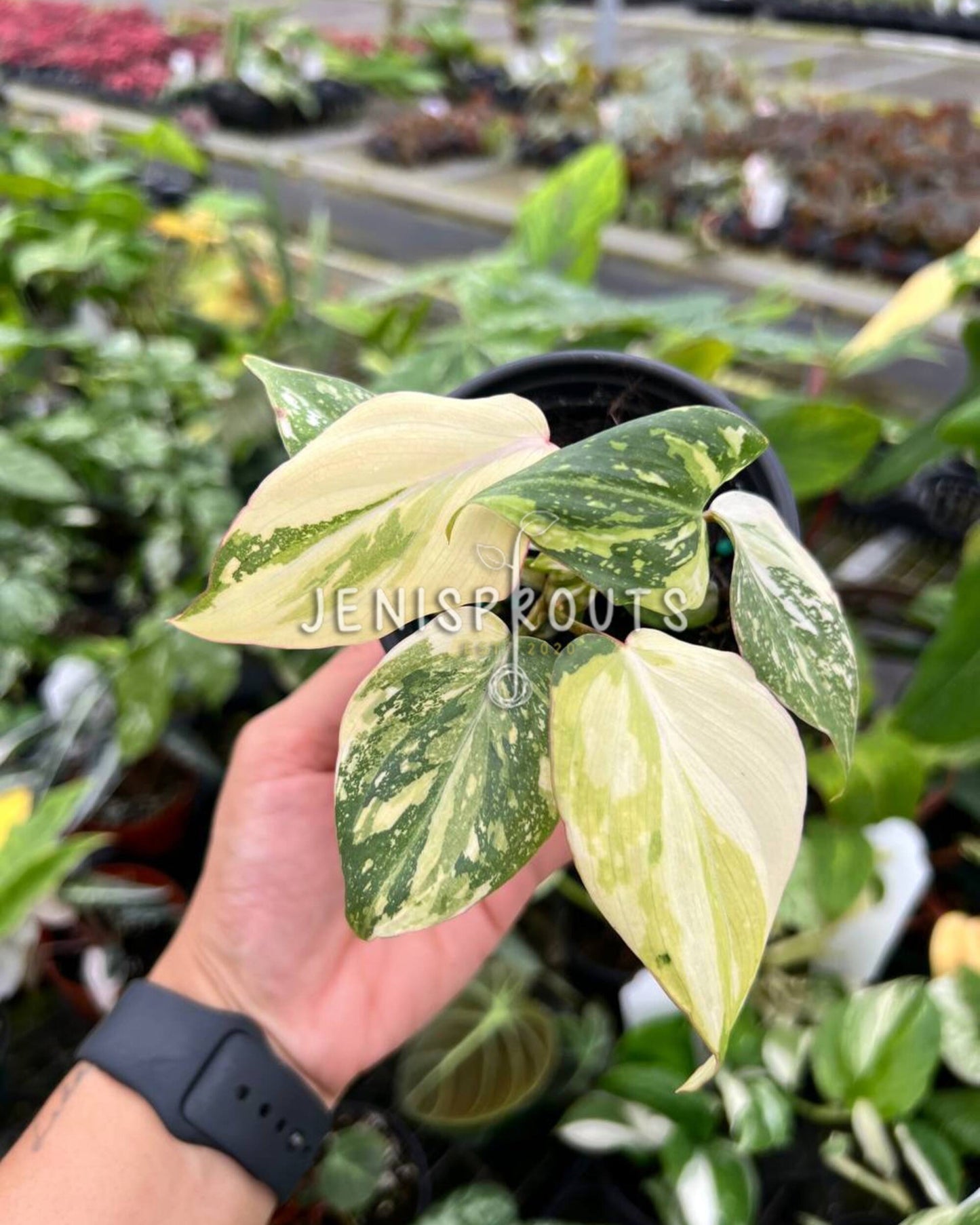 4" Philodendron Gloriosum Variegated