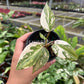 3" Philodendron Gloriosum Variegated