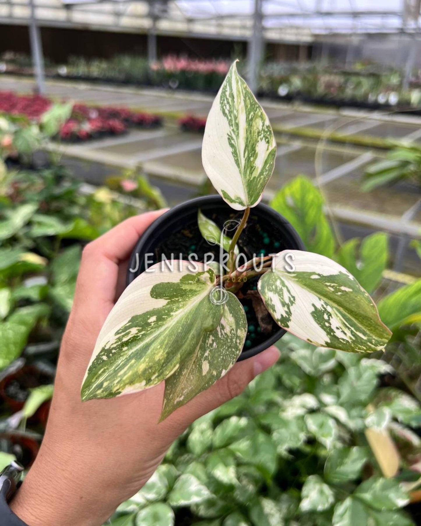 3" Philodendron Gloriosum Variegated