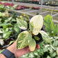3" Philodendron Gloriosum Variegated