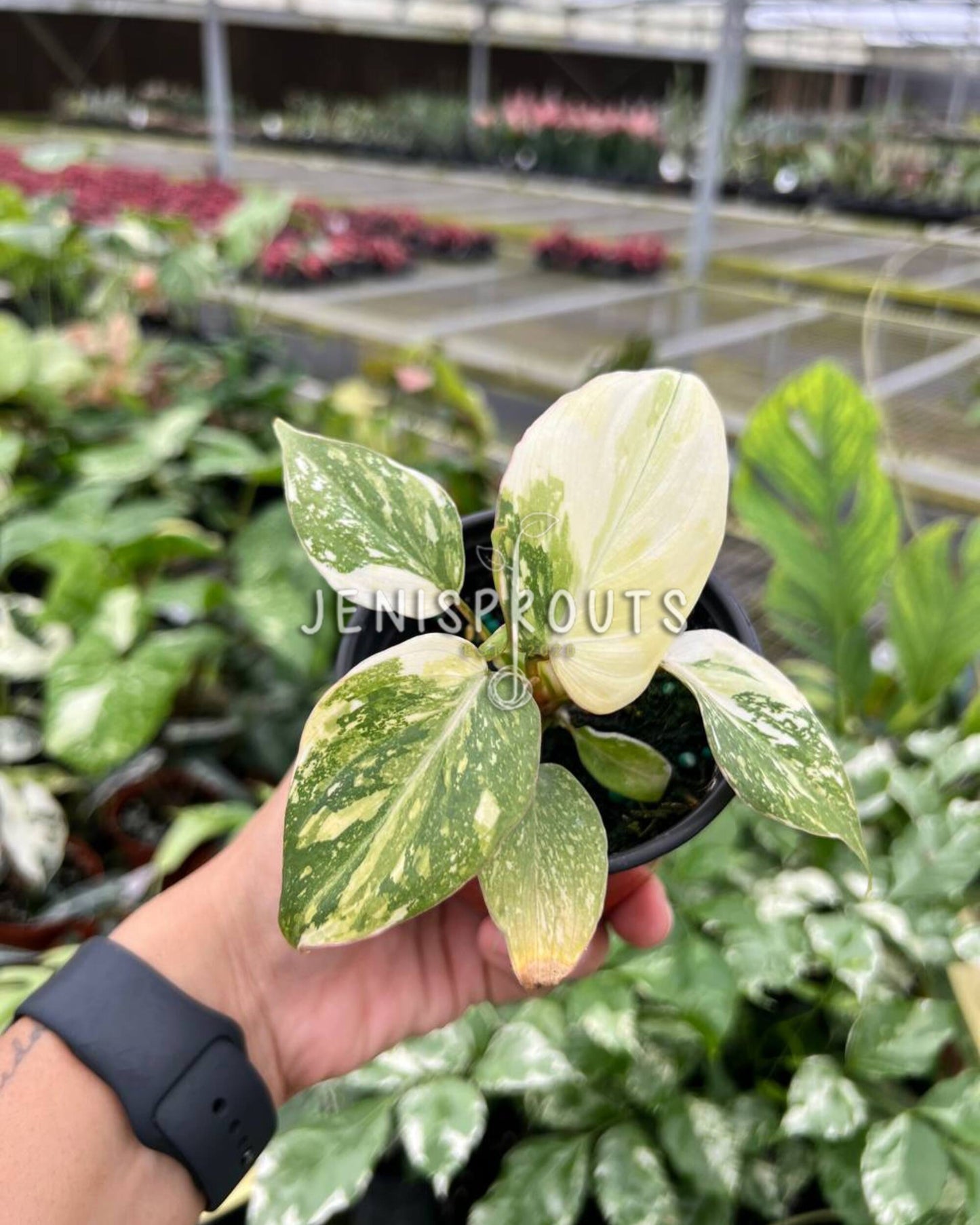 3" Philodendron Gloriosum Variegated