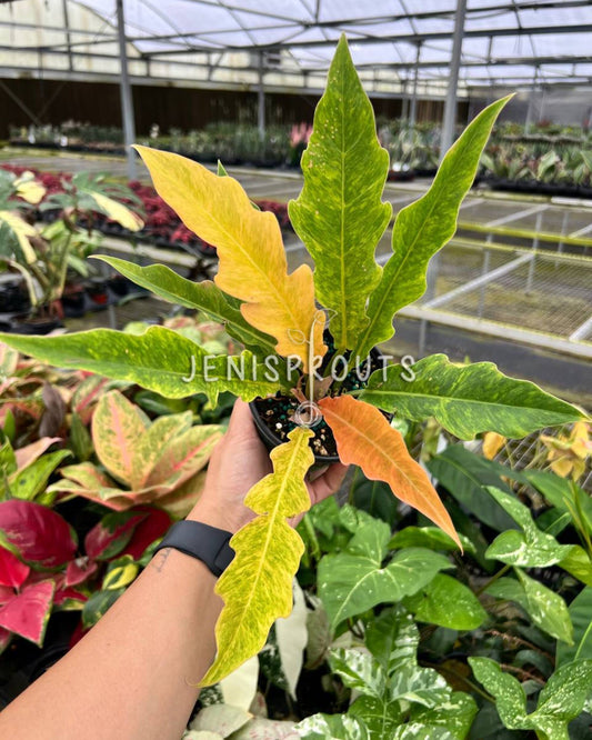 4” Philodendron Golden Serratum Marble