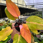 4” Philodendron Persimmons Princess