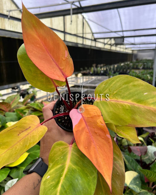 4” Philodendron Persimmons Princess