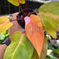 4” Philodendron Persimmons Princess