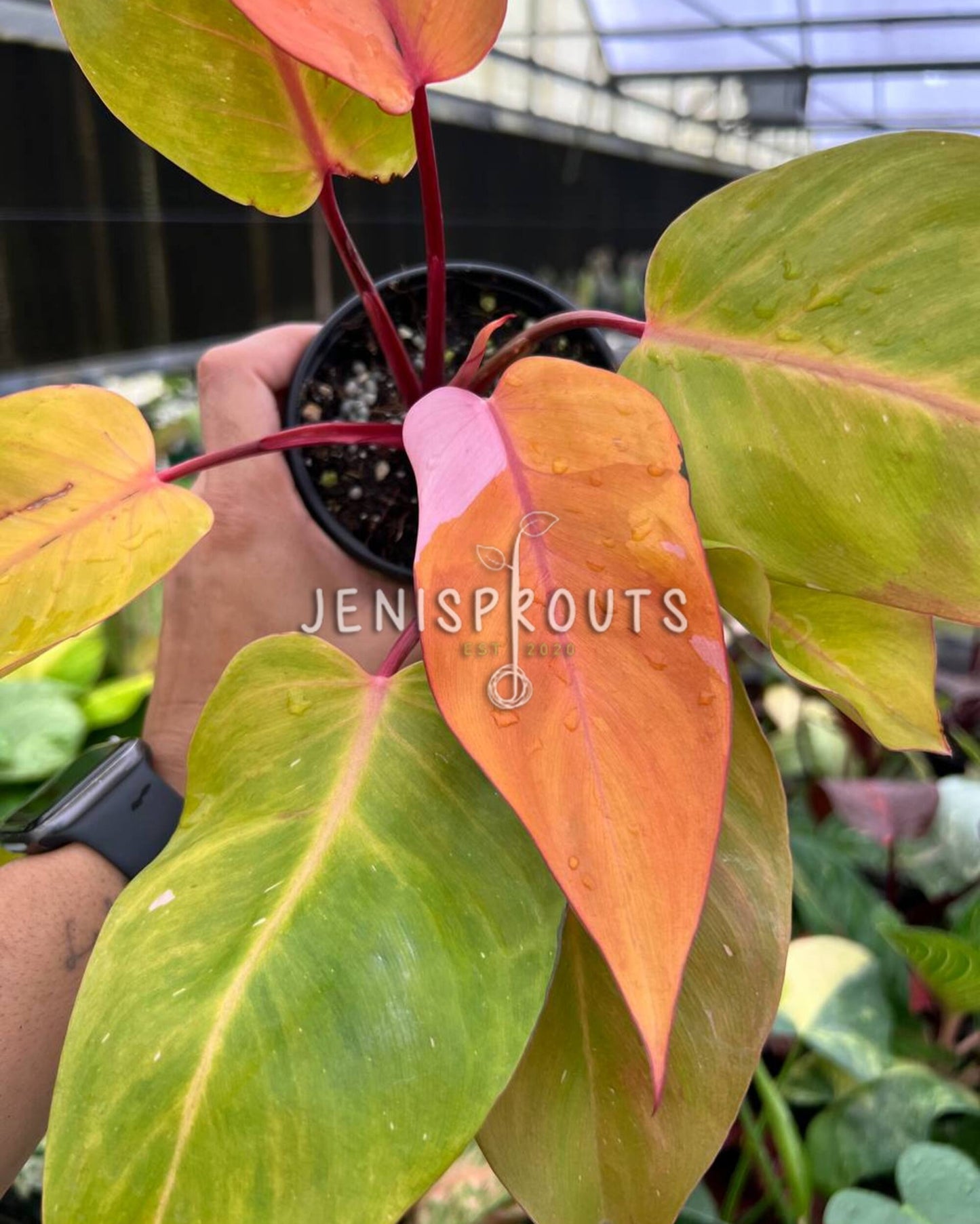 4” Philodendron Persimmons Princess