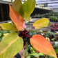 4” Philodendron Persimmons Princess