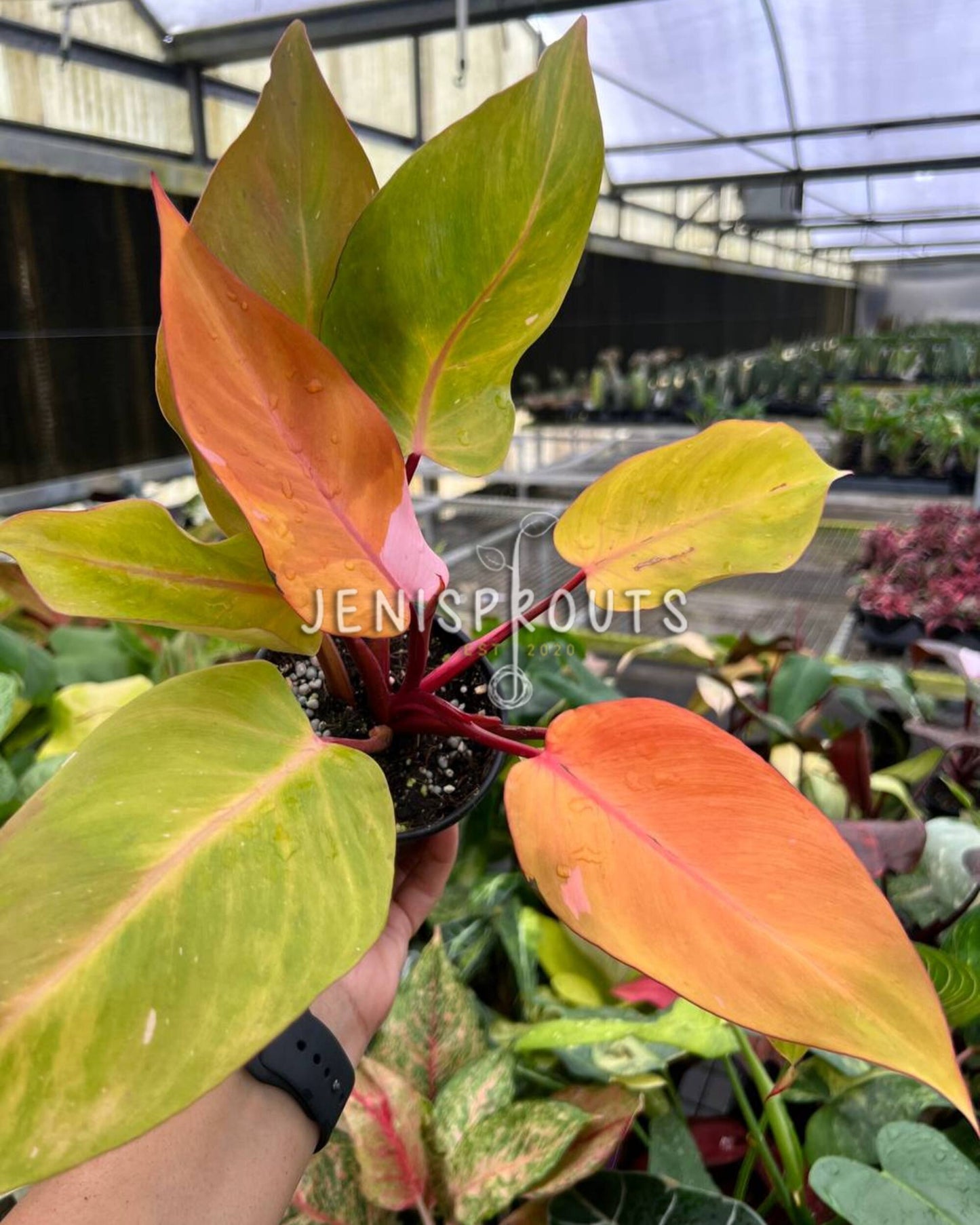 4” Philodendron Persimmons Princess