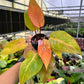 4” Philodendron Persimmons Princess