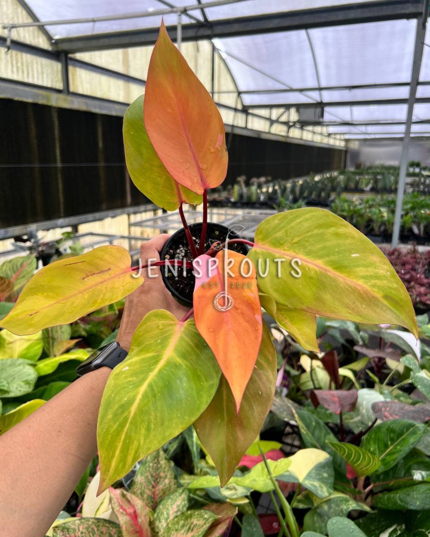 4” Philodendron Persimmons Princess