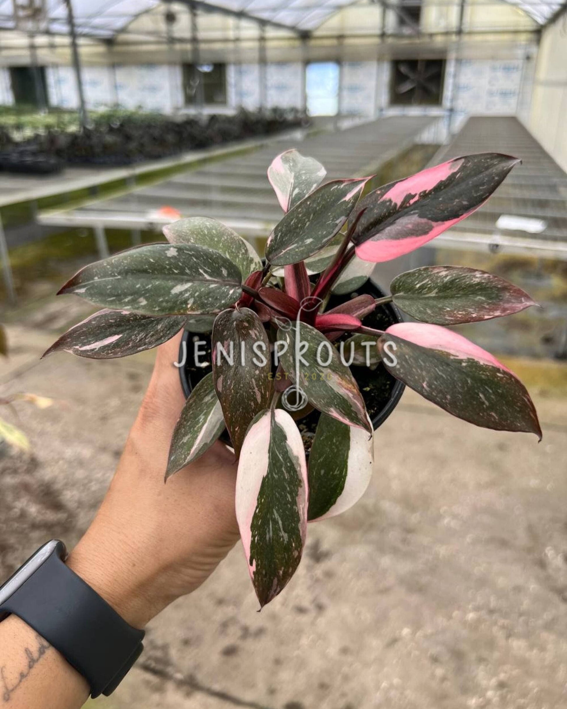 pink marble philodendron care 4" Philodendron Pink Princess Marble