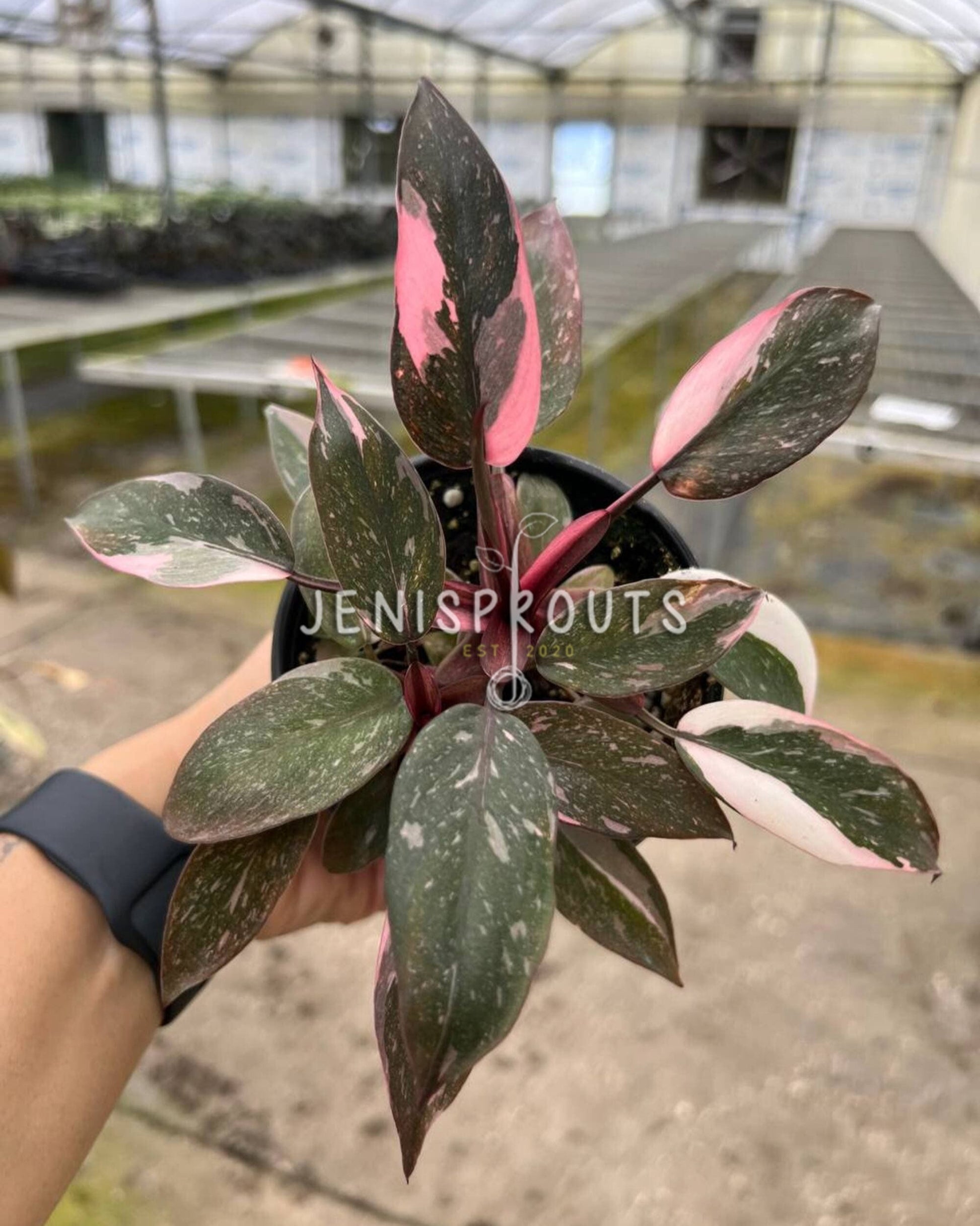 6 inch pink princess philodendron 4" Philodendron Pink Princess Marble
