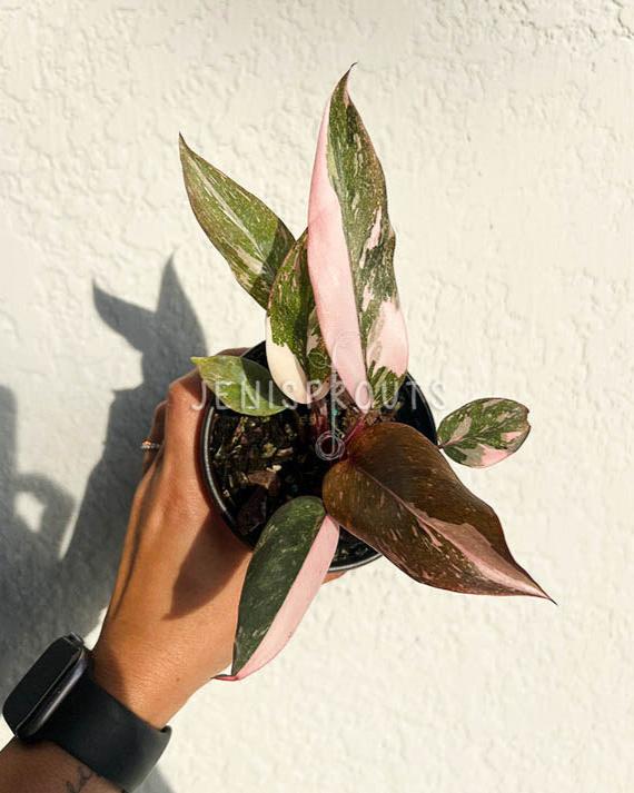 philodendron pink princess vs marble 4" Philodendron Pink Princess Marble at Jenisprouts
