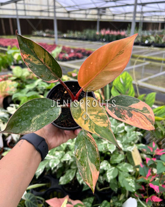 4" Philodendron Red Congo Variegated