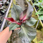 4" Philodendron Red Heart