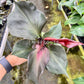 4" Philodendron Red Heart